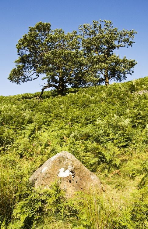 Low Sweden Coppice 1