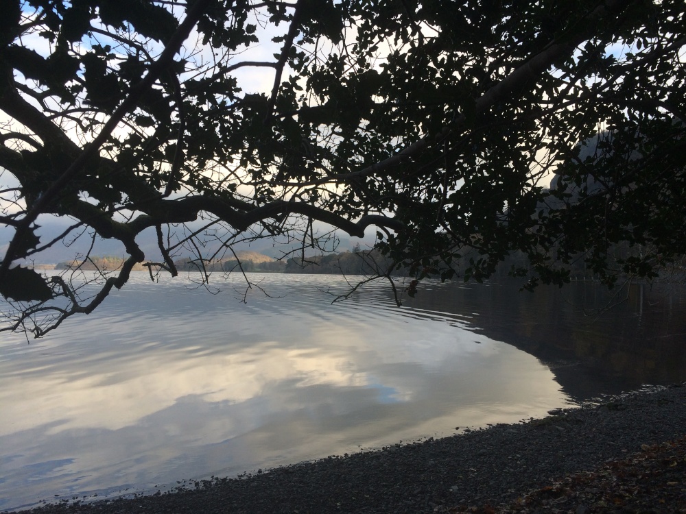 Tree hanging over Derentwater Lake