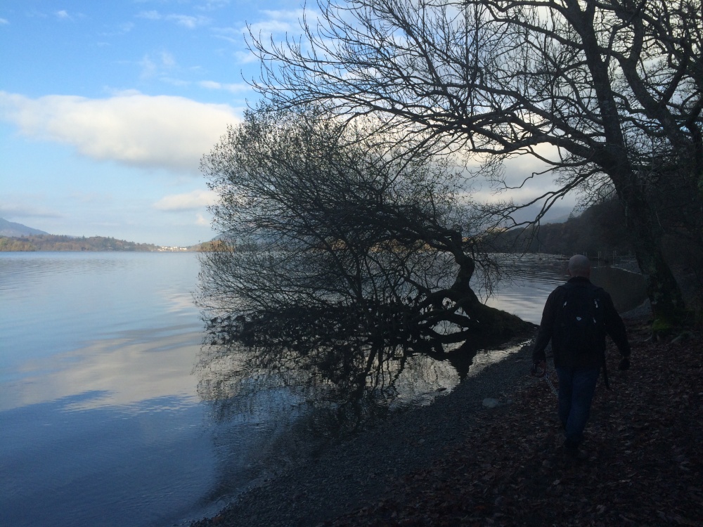 Leafless tree draping over Derwentwater
