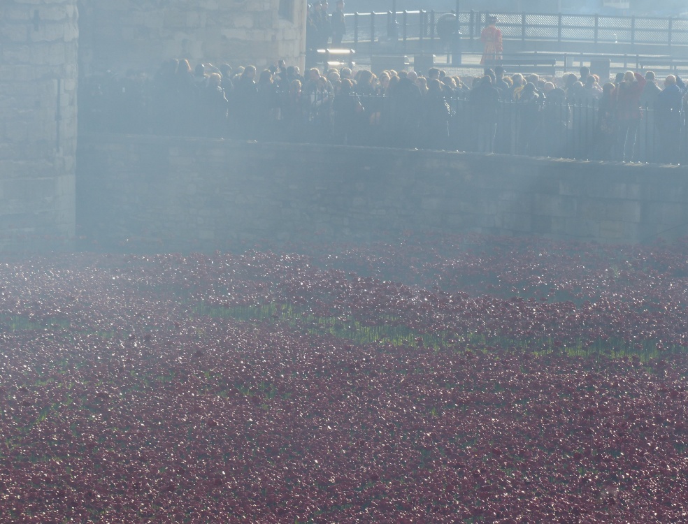 Poppies at the Tower