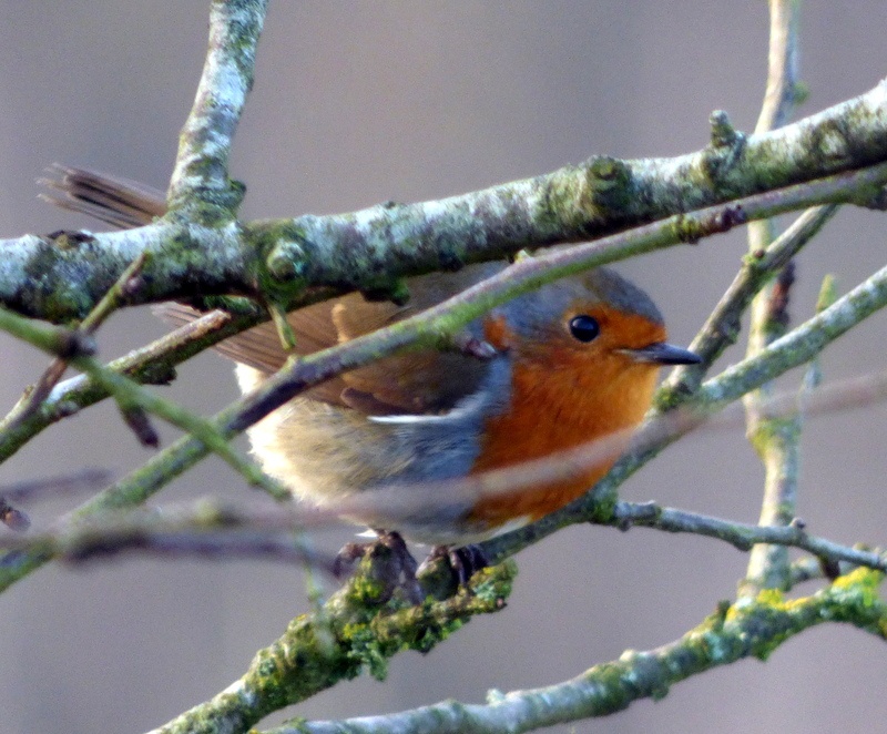 Photograph of Sampford Moor - Robin