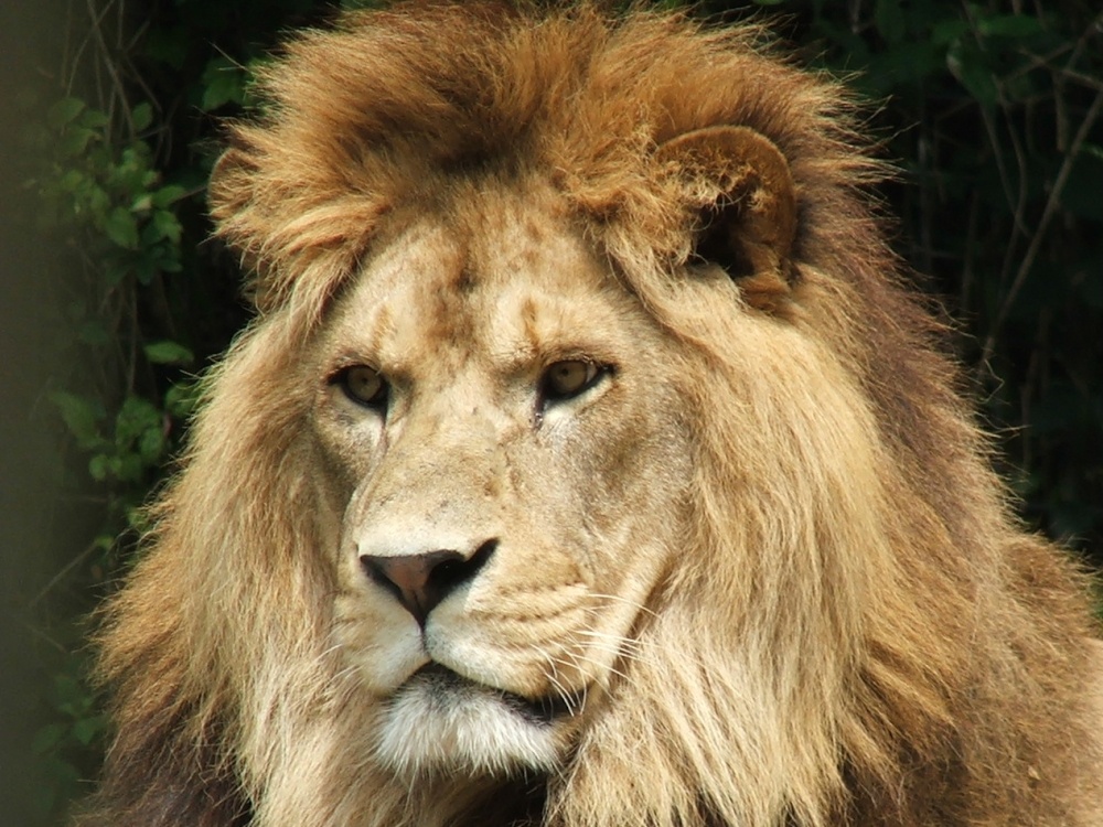 Photograph of Lion