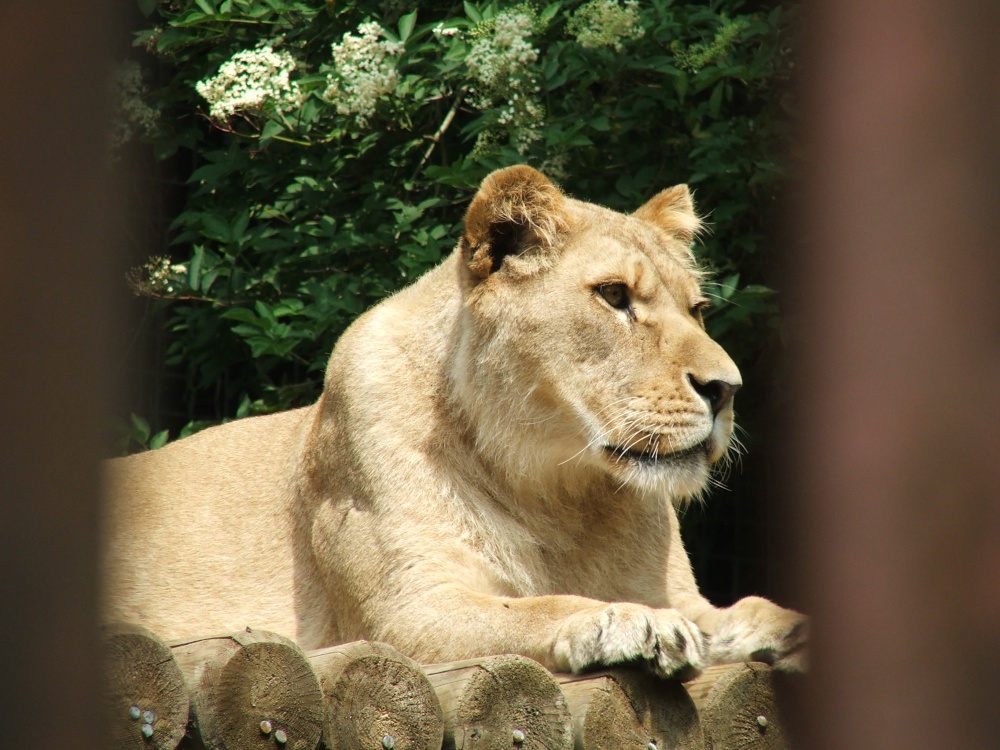 Photograph of Lioness