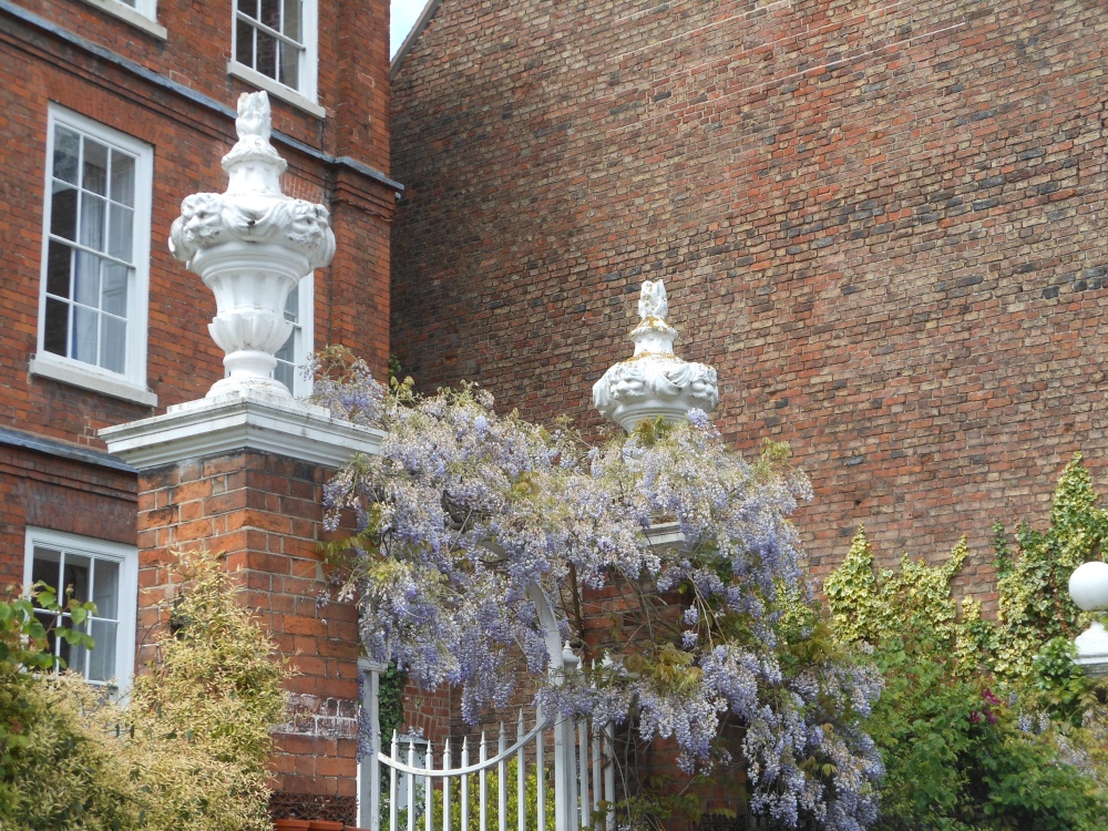 Gloucester - Wisteria