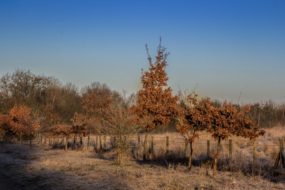 Photograph of Ryton pools country park