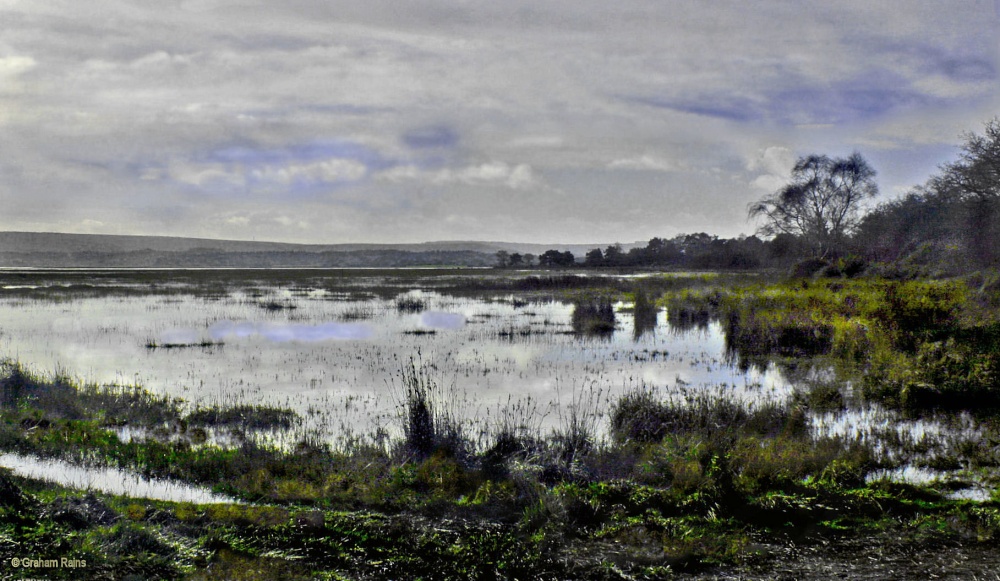 Arne RSPB Reserve