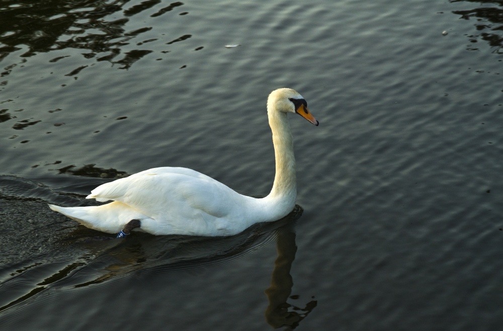 Swan Waterhead Ambleside