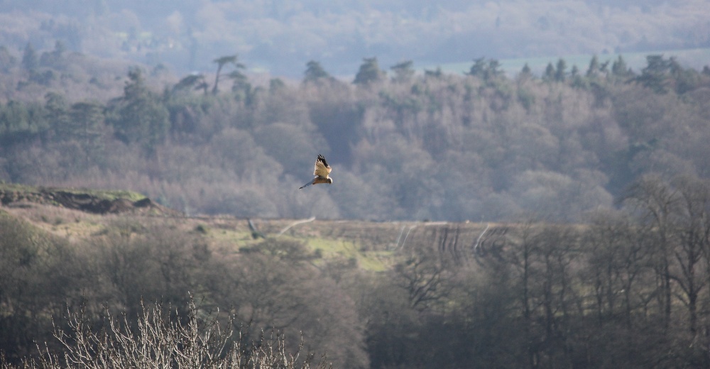 Out For Lunch photo by Vince Hawthorn