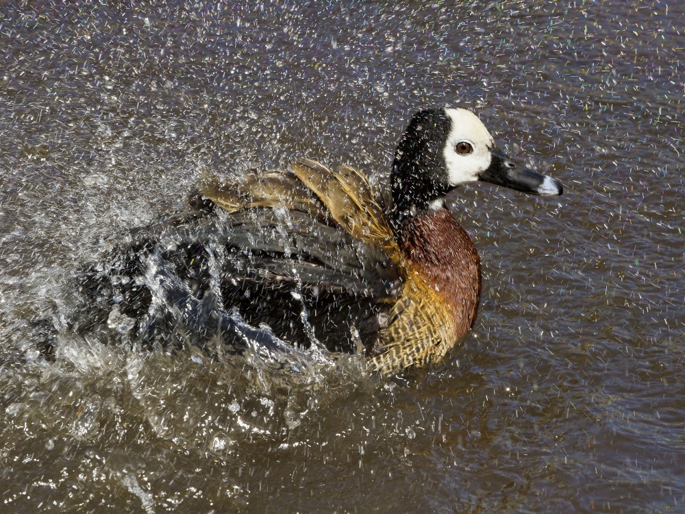 Photograph of WWT Martinmere, Southport