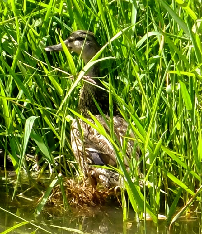 Windy Nook Nature Park, Gateshead