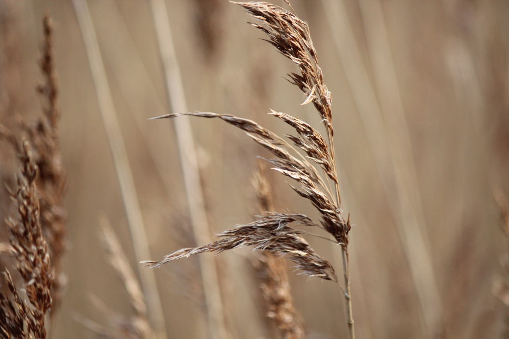 Reeds blowing in the wind