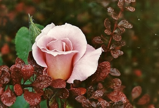 Photograph of Early morning English Rose.