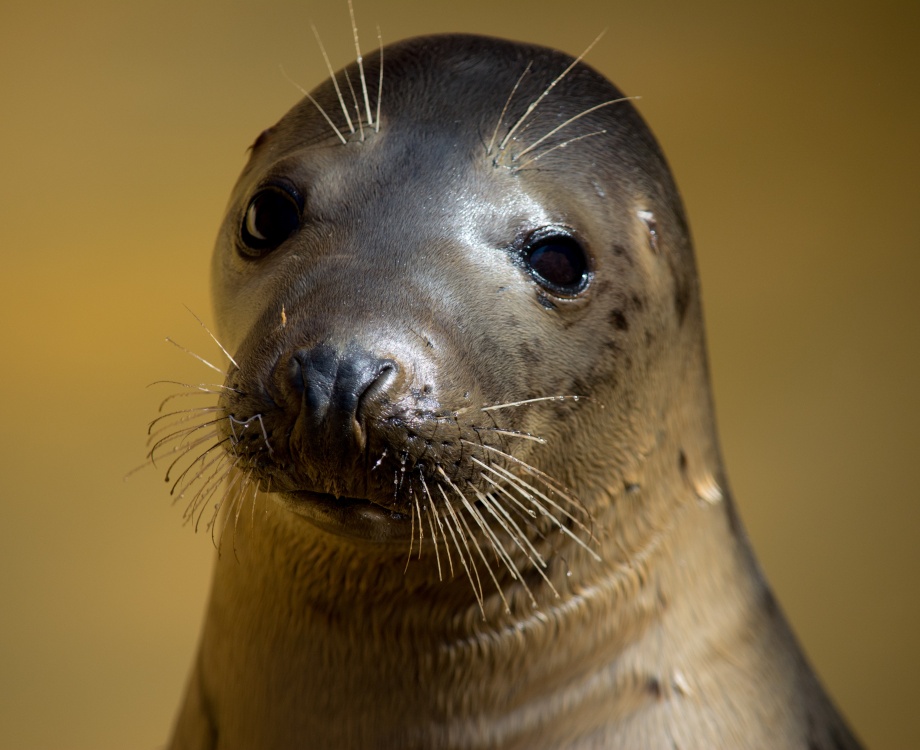Rescued Seal at Mablethorpe Seal Sanctuary and Wildlife Centre photo by Gill Kennett