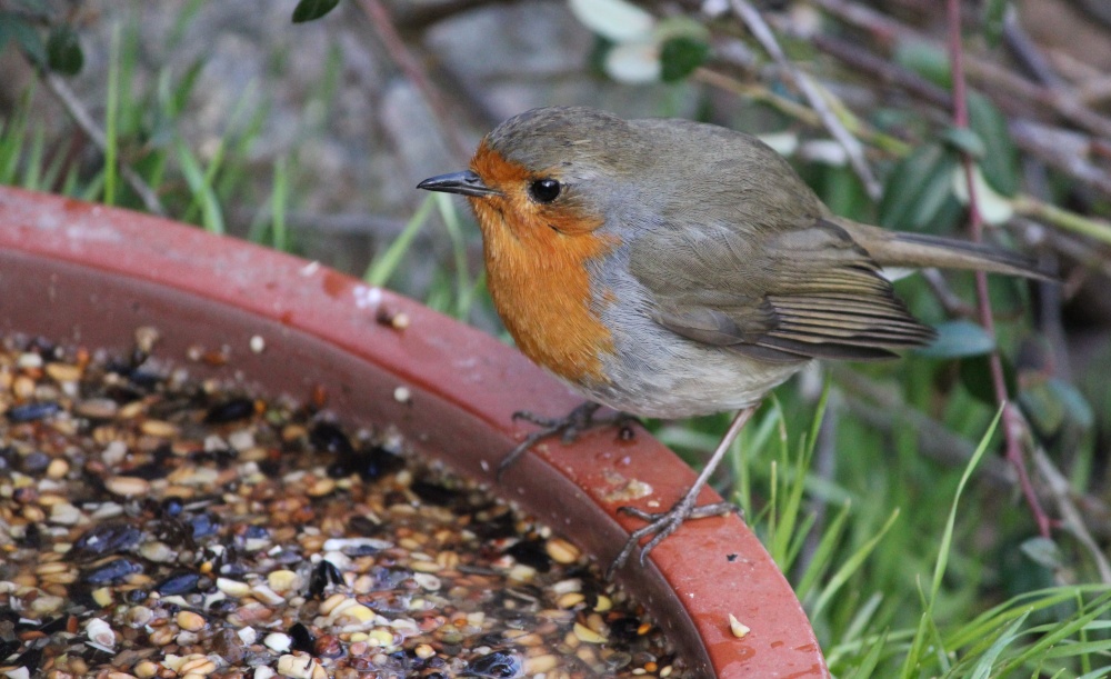 A Case of Eyes Bigger Than Tummy