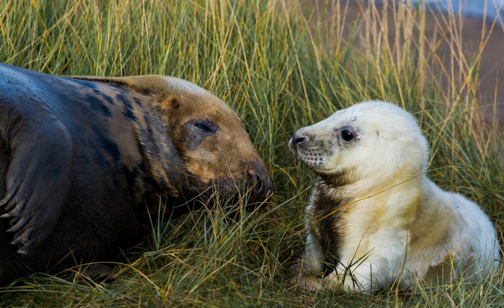 Photograph of Grey Seals at Donna Nook,near Louth,Lincolnshire