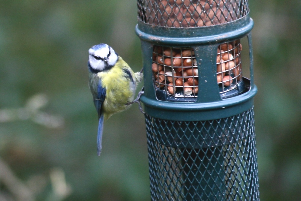 Bluetit at at a feeder on the site.