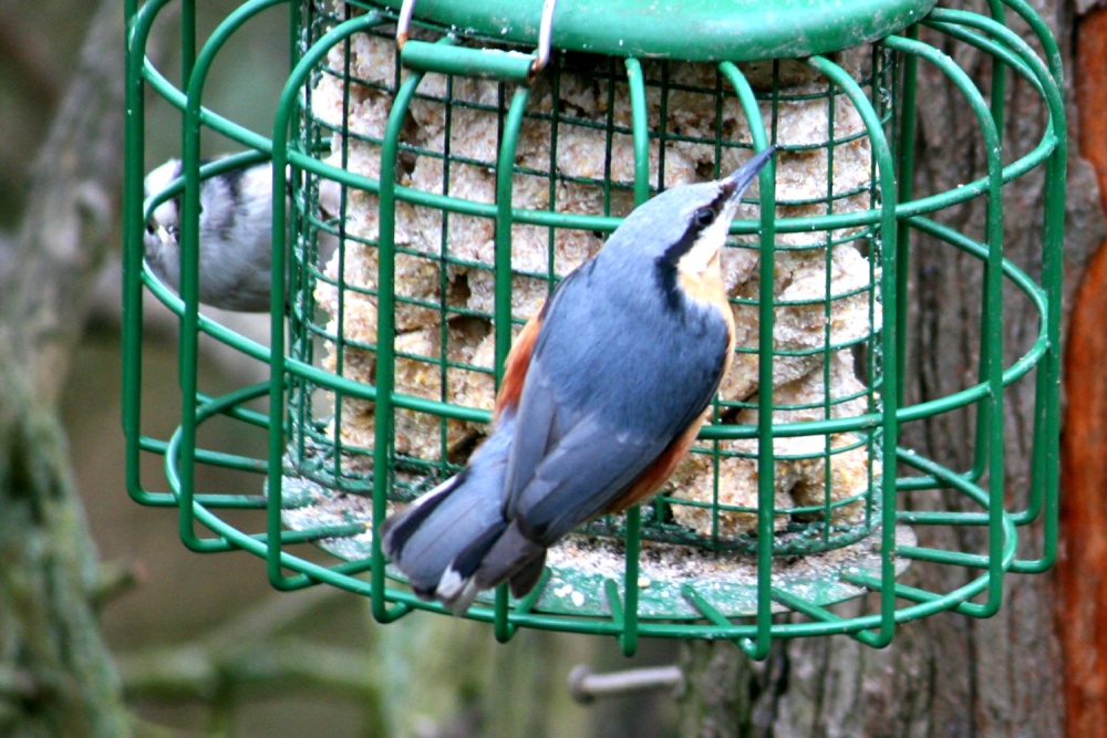 Nuthatch on a feeder on the site.