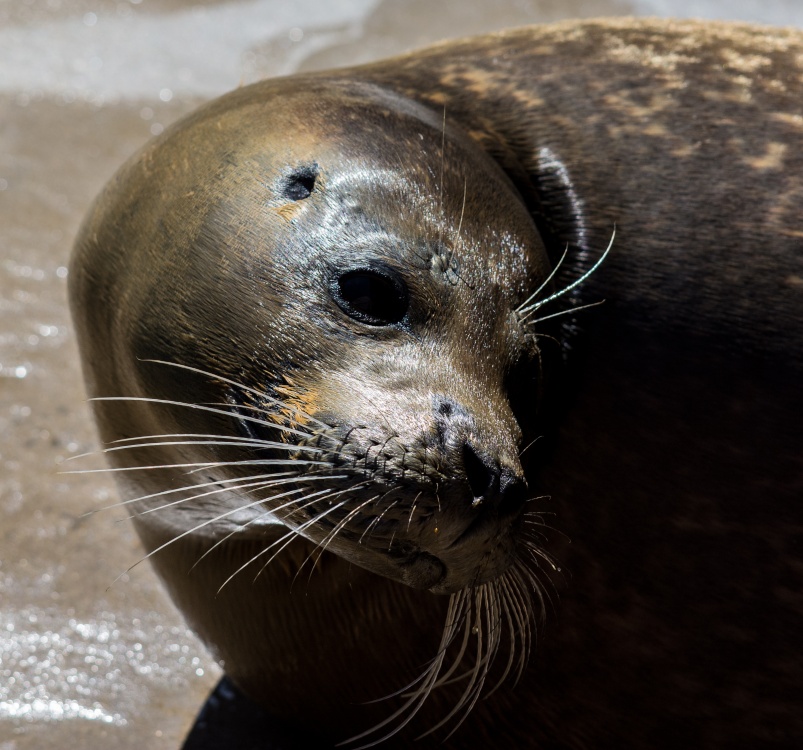 Rescued seal at Mablethorpe Seal sanctuary