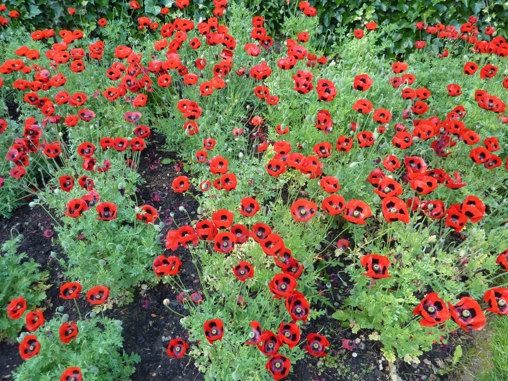 Poppies at Wakehurst, 5th August 2011
