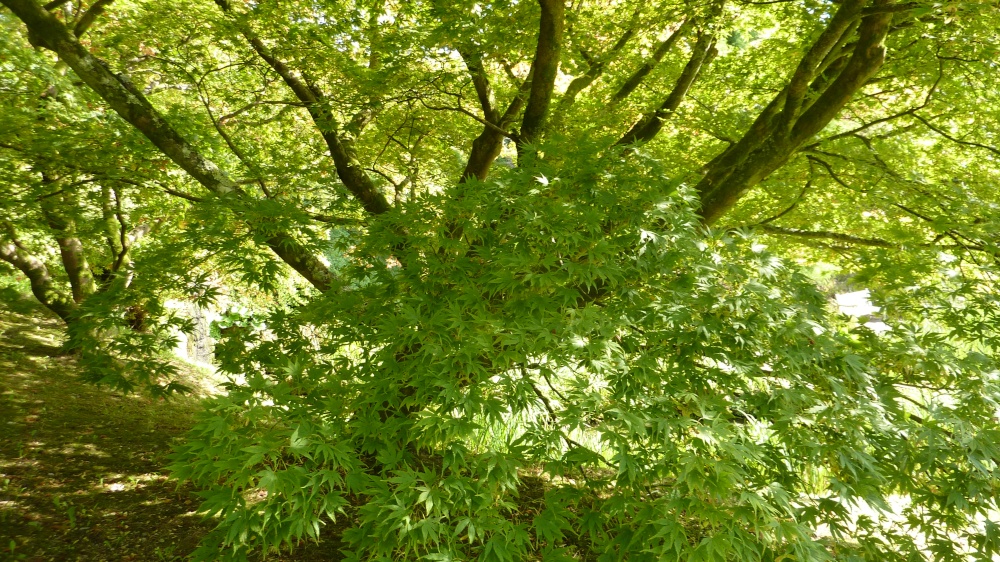 The beauty of Wakehurst, 8th September 2014