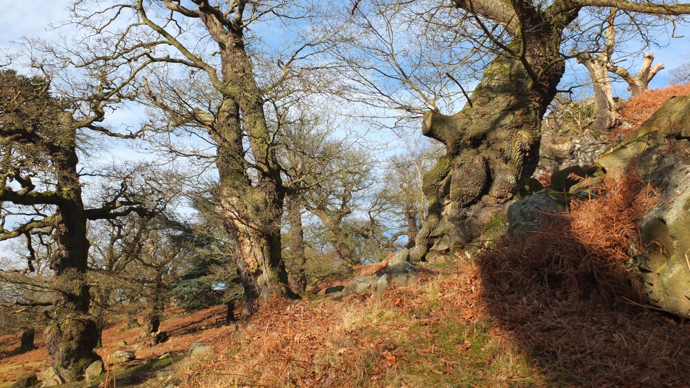 Bradgate Park