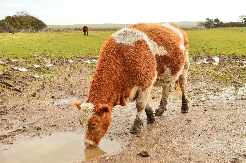 A pretty cow  Friston