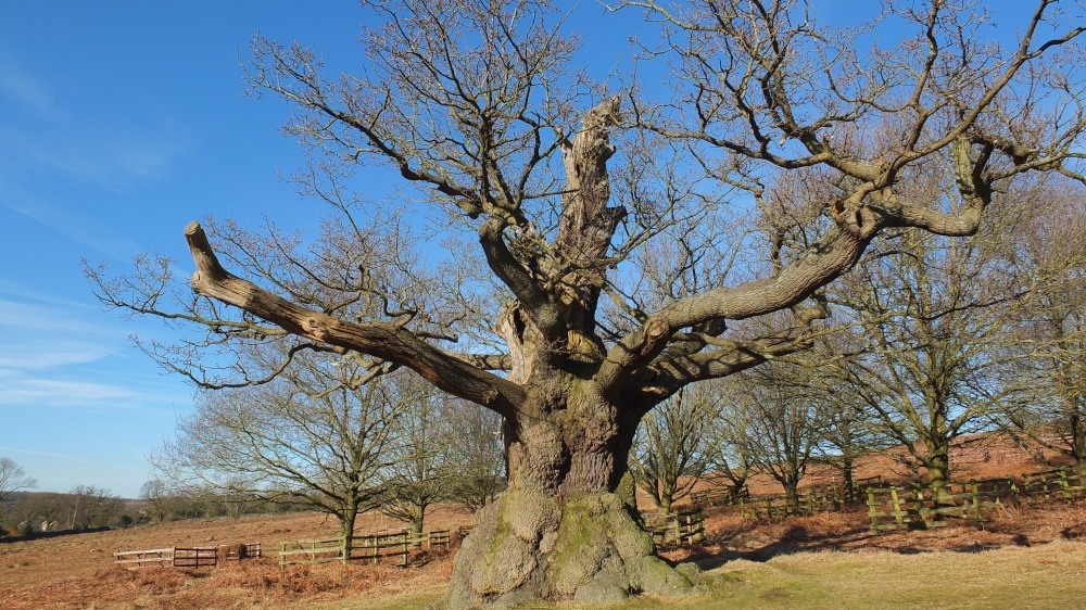 Photograph of Newtown Linford  Major Oak at Bradgate Park.
