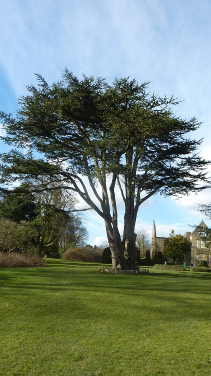 The giant Cedar at Nymans, 27th February 2015