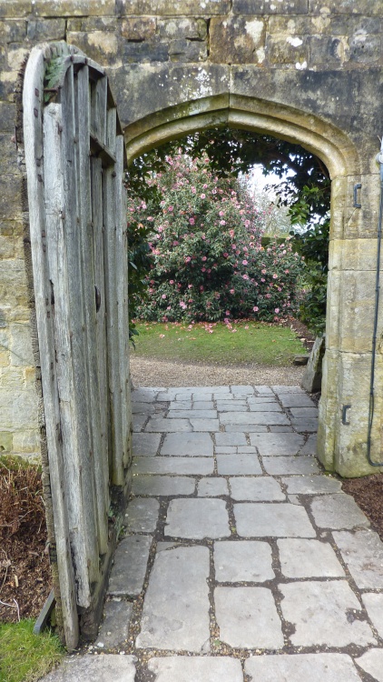 Camelias through the door, Nymans 27th February 2015