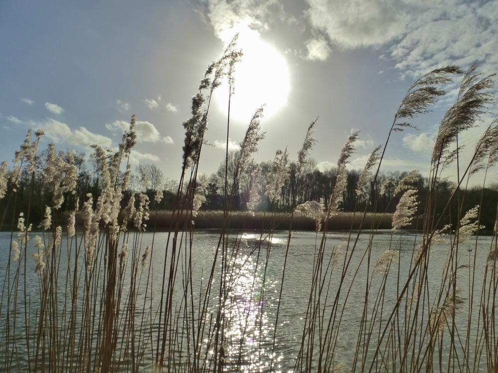 Photograph of Contre Jour at Lakesde Park Nature Reserve