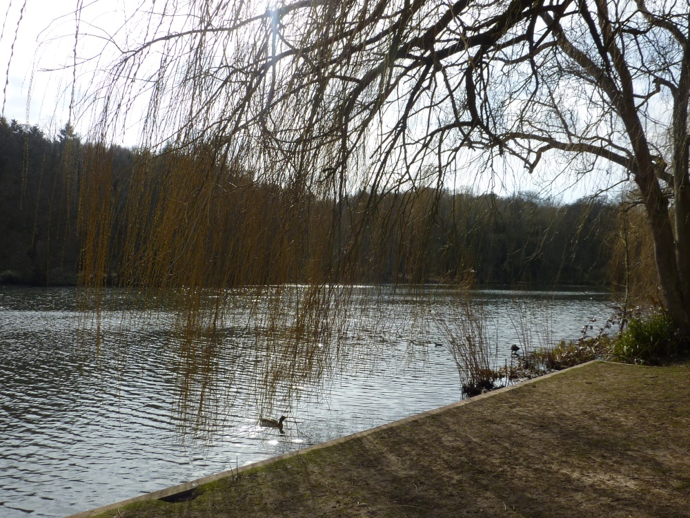 Reigate Priory Park, 9th March 2015