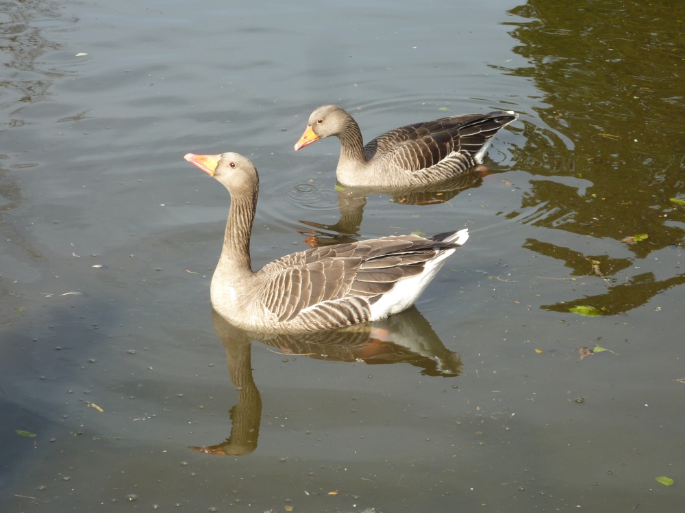Geese at Wakehurst, 10th March 2015