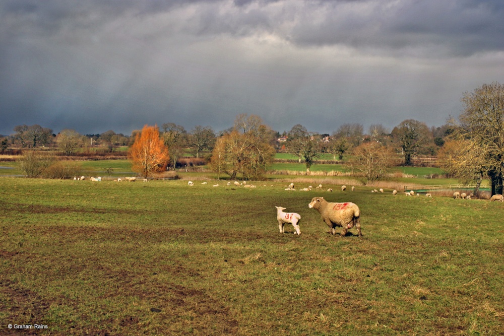 Stour Valley Winter, North Dorset Trailway.