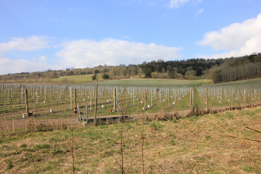 The Organic Vineyard
