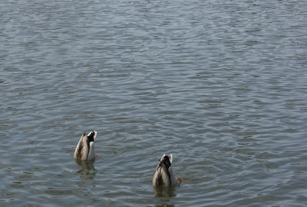 Bottoms up! Sheffield Park Garden 27th March 2015