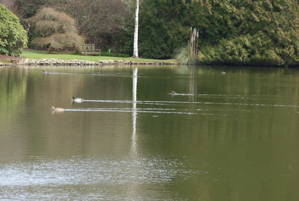 Race for the line! Sheffield Park Garden 27th March 2015