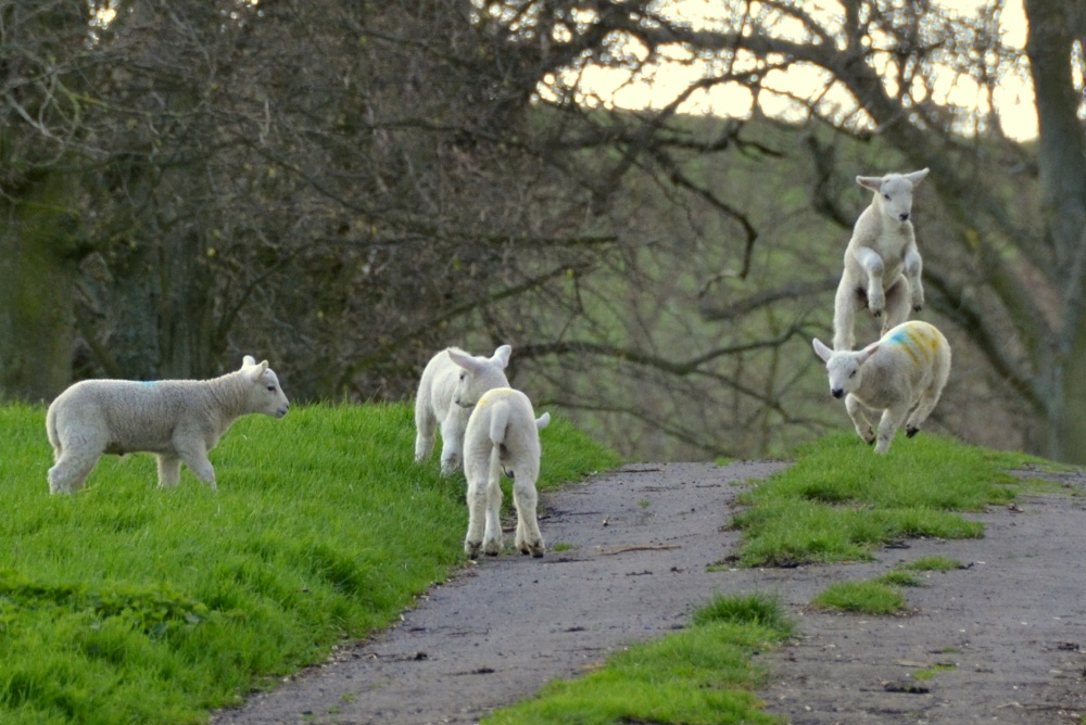 I Can Jump Higher Than You !