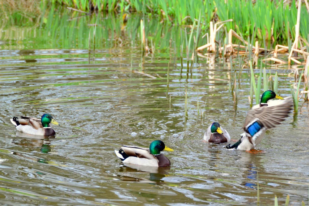 Time For A Bit Of A Flap!