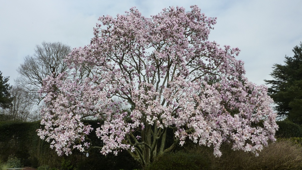 Blossom time at Nymans, 2nd April 2015
