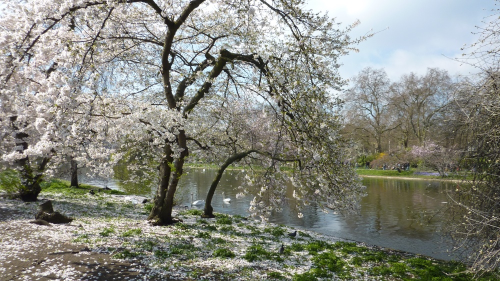 St James's Park in blossom, 6th April 2015
