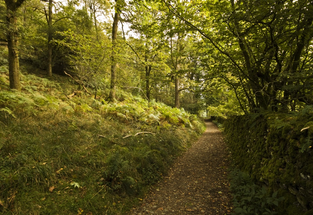 Skelghyll Woods 1