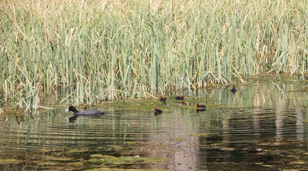 This Way Children !!!