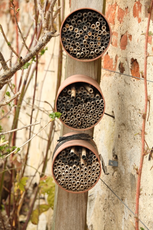 Mason Bee Nesting Tubes in Greys Court Garden