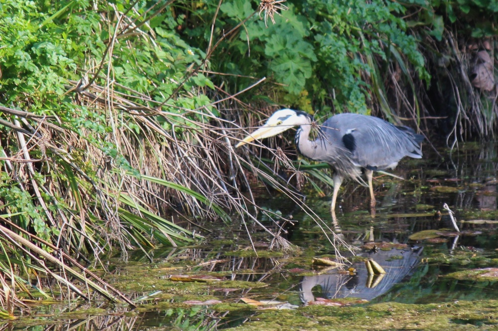Heron