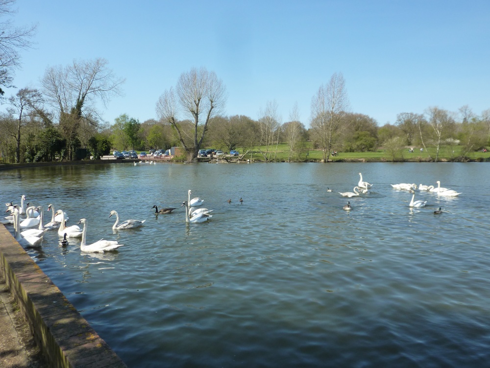 Photograph of Swan Lake, Earlswood, 14th April 2015