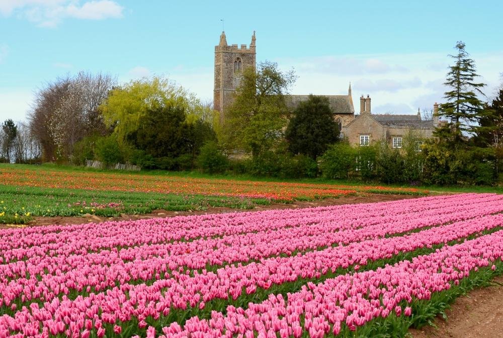 Tulip field