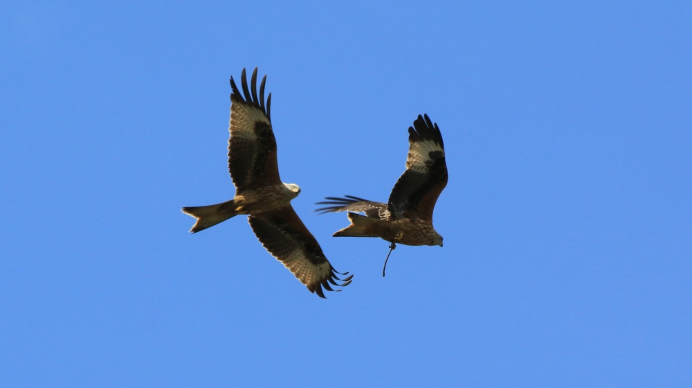 Red Kites over Stilton