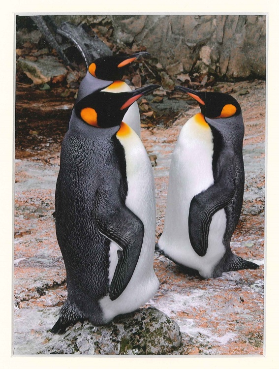 Penguins at Birdland