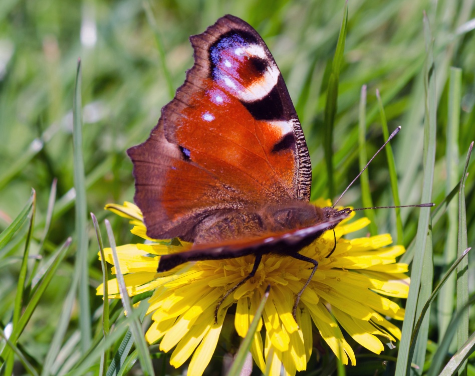 Spring Peacock, Chepstow.