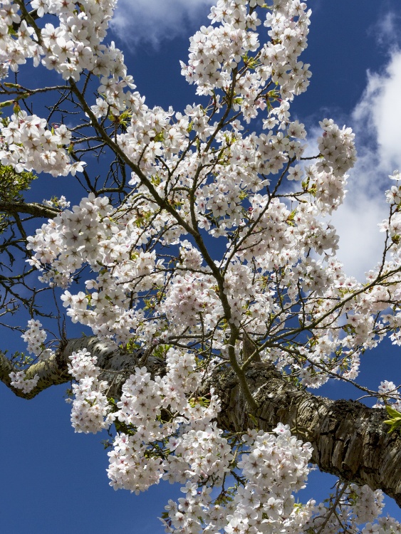 Appletreewick, North Yorkshire